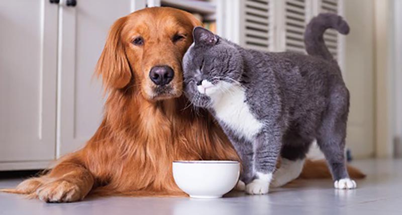 111 CREMAZIONE ANIMALI